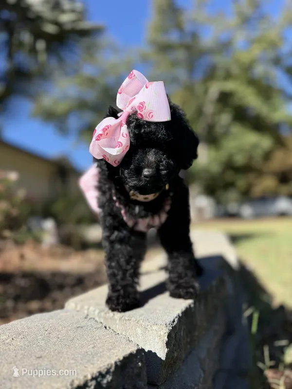 Dior – Poodle - Toy  puppy for sale in Stone Mountain, GA