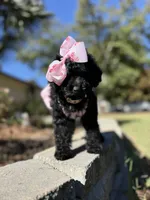 Dior, a female Poodle - Toy  for sale in Stone Mountain, GA – 1 of 4