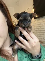 Dolce, a female Yorkshire Terrier for sale in Stone Mountain, GA – 5 of 6