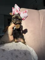 Dolce, a female Yorkshire Terrier for sale in Stone Mountain, GA – 6 of 6