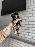 Dolce, a female Yorkshire Terrier for sale in Stone Mountain, GA – 4 of 6