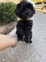 Panda, a male Yorkipoo for sale in Stone Mountain, GA – 3 of 6