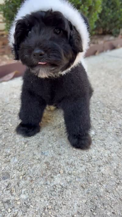 Panda, a male Yorkipoo for sale in Stone Mountain, GA – 6 of 6
