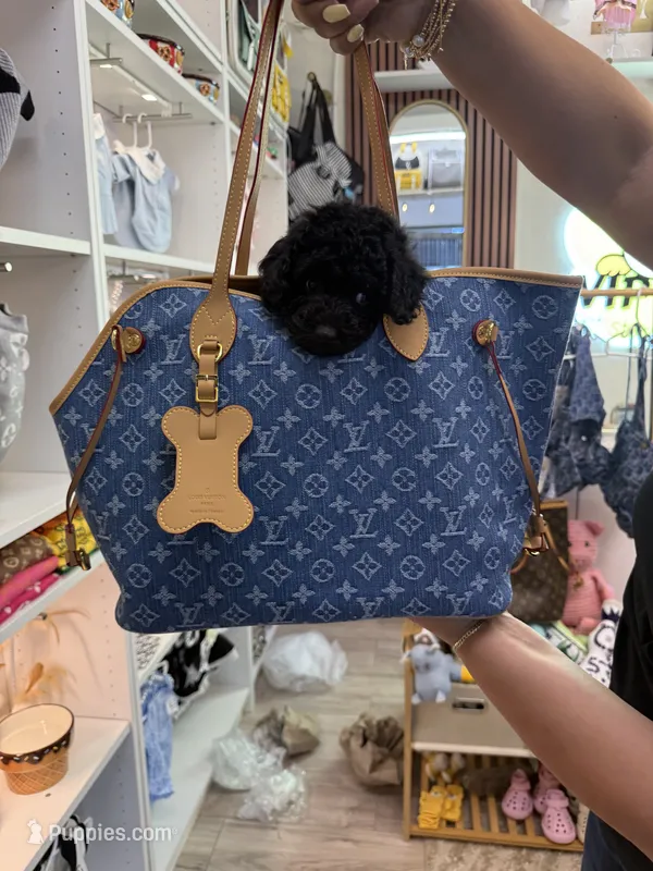 Fendi Korean Bloodline – Poodle - Toy  puppy for sale in Stone Mountain, GA