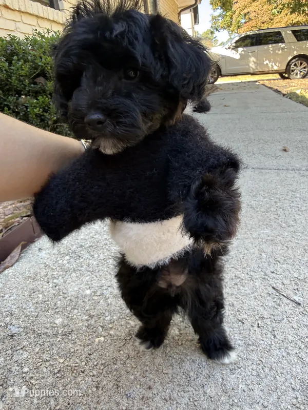 Panda – Yorkipoo puppy for sale in Stone Mountain, GA