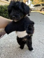 Panda, a male Yorkipoo for sale in Stone Mountain, GA – 1 of 6
