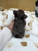 Fendi, a male Yorkshire Terrier for sale in Stone Mountain, GA – 3 of 4
