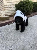 Panda, a male Yorkipoo for sale in Stone Mountain, GA – 4 of 6