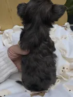 Fendi, a male Yorkshire Terrier for sale in Stone Mountain, GA – 4 of 4