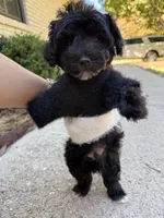Panda, a male Yorkipoo for sale in Stone Mountain, GA – 2 of 6