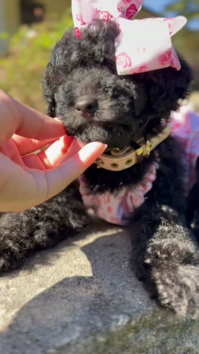 Dior, a female Poodle - Toy  for sale in Stone Mountain, GA – 4 of 4