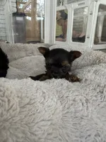 Dolce, a female Yorkshire Terrier for sale in Stone Mountain, GA – 3 of 6