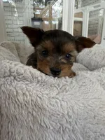 Fendi, a male Yorkshire Terrier for sale in Stone Mountain, GA – 2 of 4