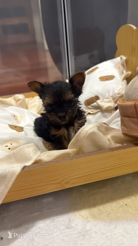Dolce – Yorkshire Terrier puppy for sale in Stone Mountain, GA
