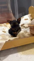 Dolce, a female Yorkshire Terrier for sale in Stone Mountain, GA – 1 of 6