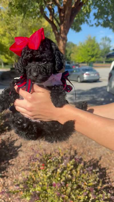Dior, a female Poodle - Toy  for sale in Stone Mountain, GA – 3 of 4