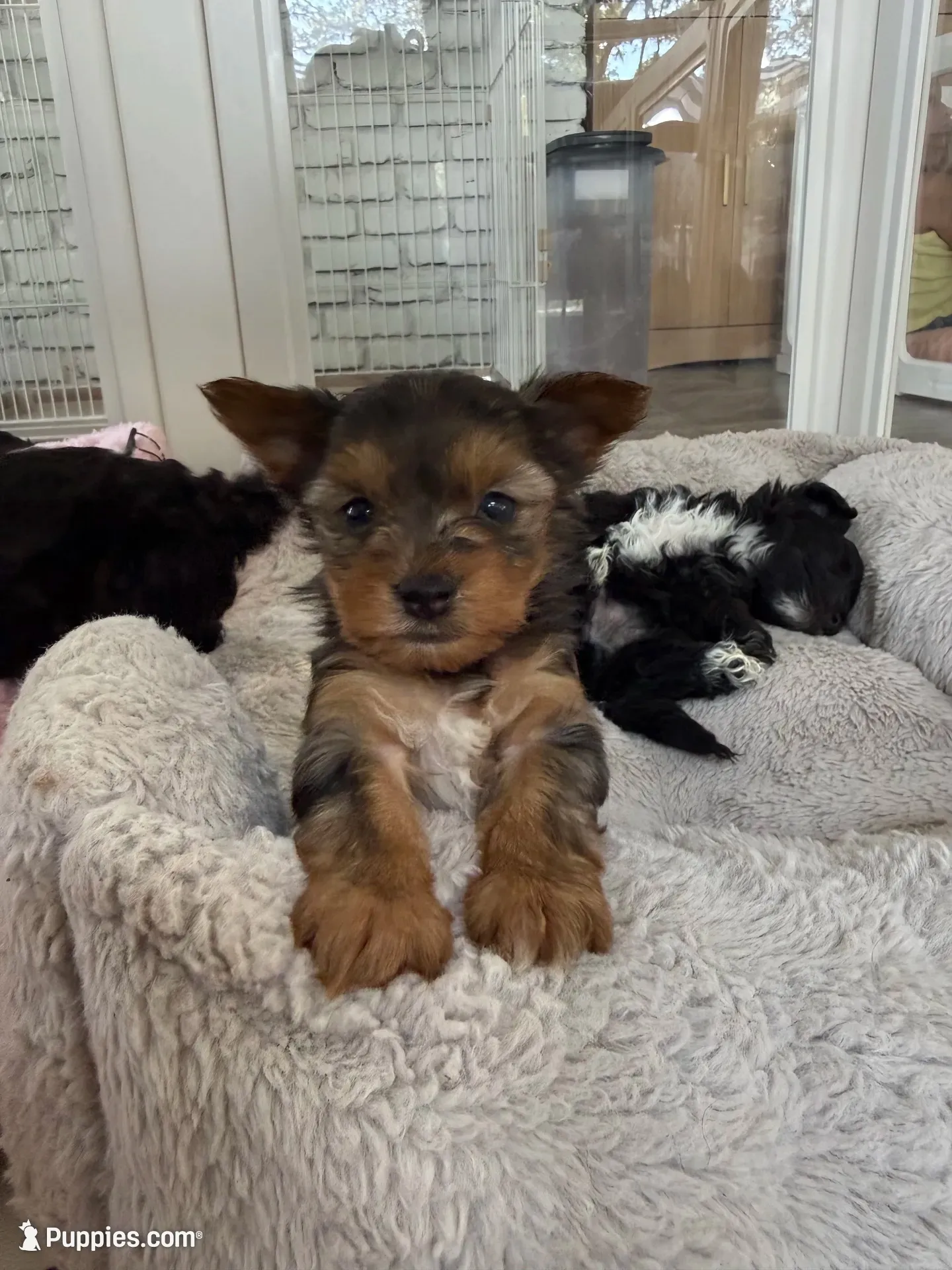 Fendi, a male Yorkshire Terrier for sale in Stone Mountain, GA – 1 of 4