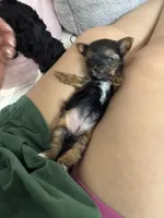 Dolce, a female Yorkshire Terrier for sale in Stone Mountain, GA – 2 of 6