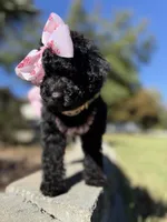 Dior, a female Poodle - Toy  for sale in Stone Mountain, GA – 2 of 4