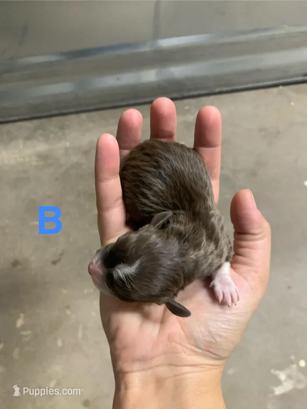 No name – Havanese puppy for sale in Edmond, OK