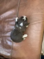 Jill, a female Havanese for sale in Edmond, OK – Photo 2 of 2