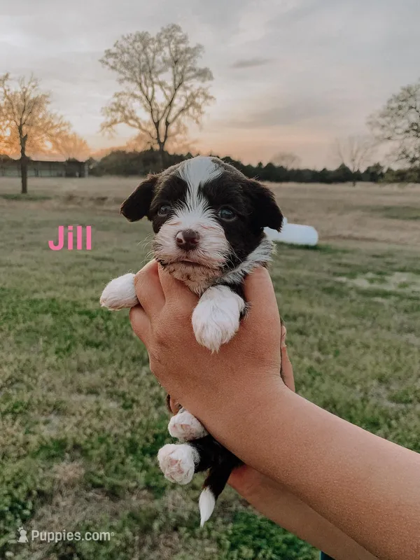 Jill – Havanese puppy for sale in Edmond, OK