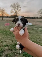 Jill, a female Havanese for sale in Edmond, OK – Photo 1 of 2