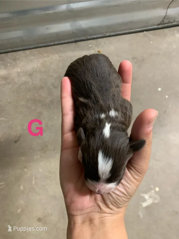 No name – Havanese puppy for sale in Edmond, OK