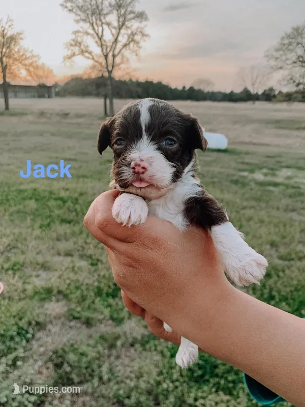 Jack – Havanese puppy for sale in Edmond, OK