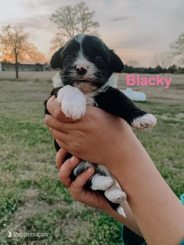 Blacky – Havanese puppy for sale in Edmond, OK