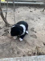 Blacky, a female Havanese for sale in Edmond, OK – Photo 2 of 2