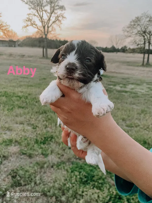 Abby  – Havanese puppy for sale in Edmond, OK