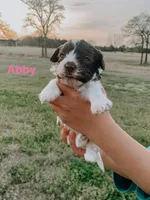 Abby , a female Havanese for sale in Edmond, OK – Photo 1 of 2