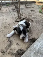 Abby , a female Havanese for sale in Edmond, OK – Photo 2 of 2