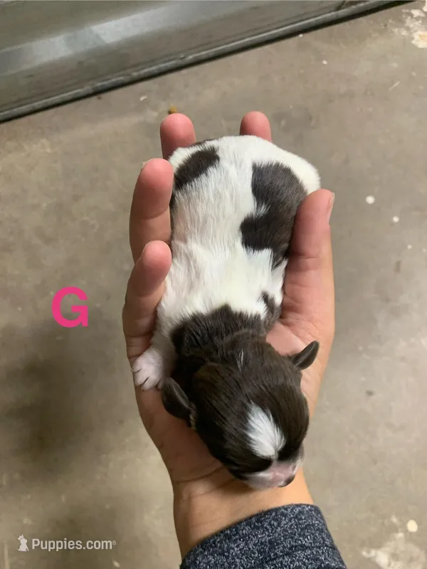 No name – Havanese puppy for sale in Edmond, OK