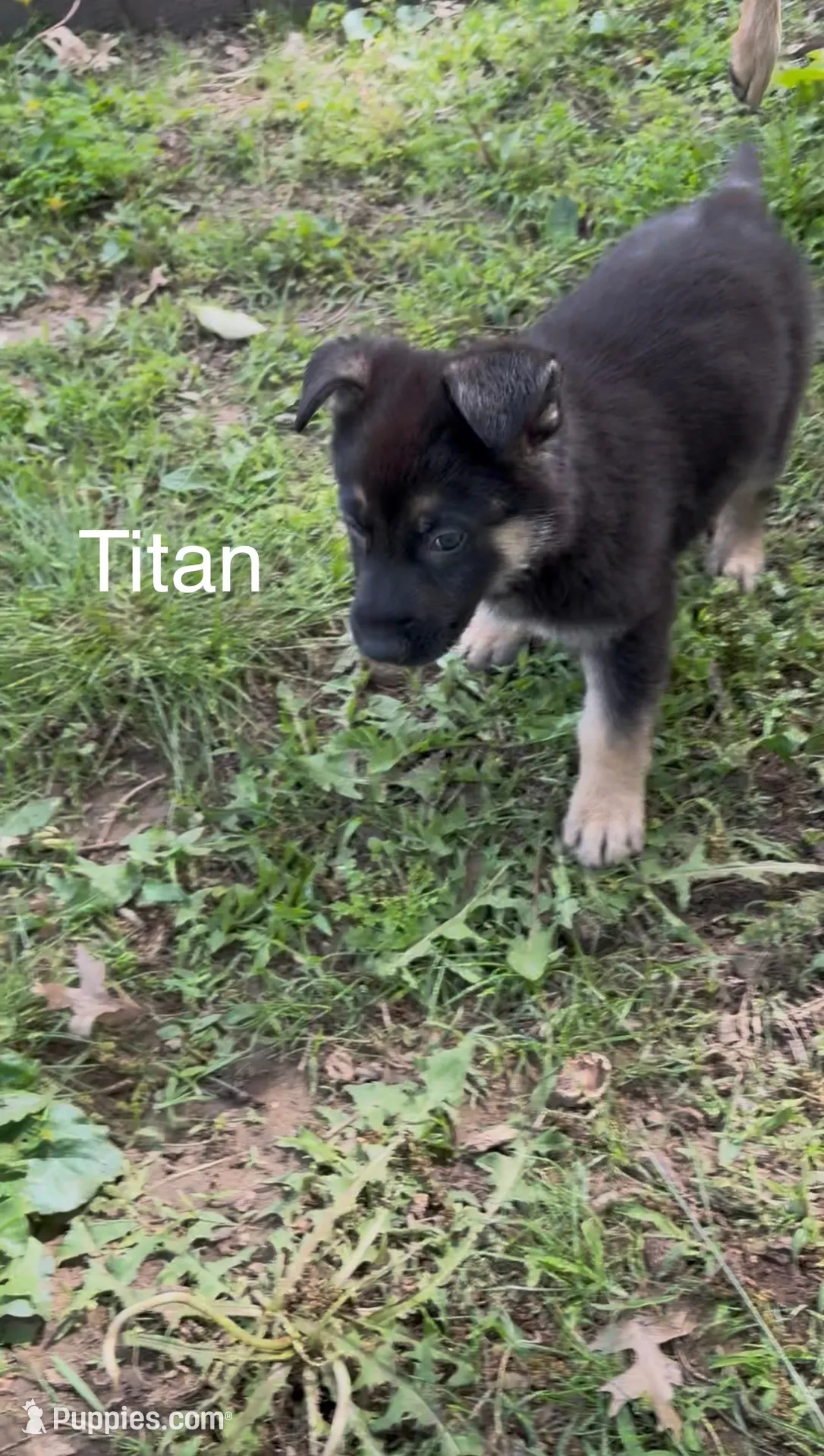 Titan, a male German Shepherd Dog for sale in Warrensburg, MO – 2 of 4