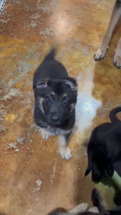 Titan, a male German Shepherd Dog for sale in Warrensburg, MO – 3 of 4