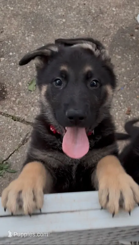 Titan – German Shepherd Dog puppy for sale in Warrensburg, MO