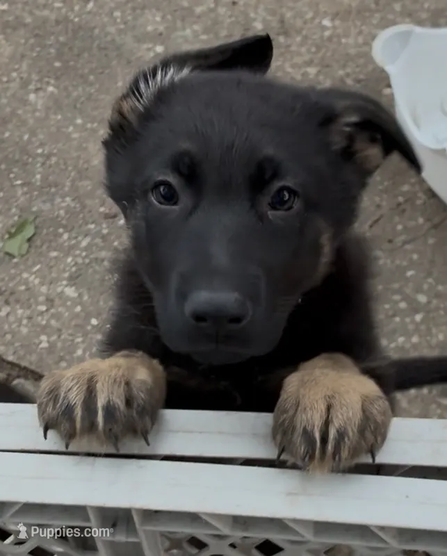 Jade – German Shepherd Dog puppy for sale in Warrensburg, MO