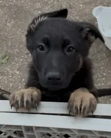 Jade, a female German Shepherd Dog for sale in Warrensburg, MO – 1 of 3