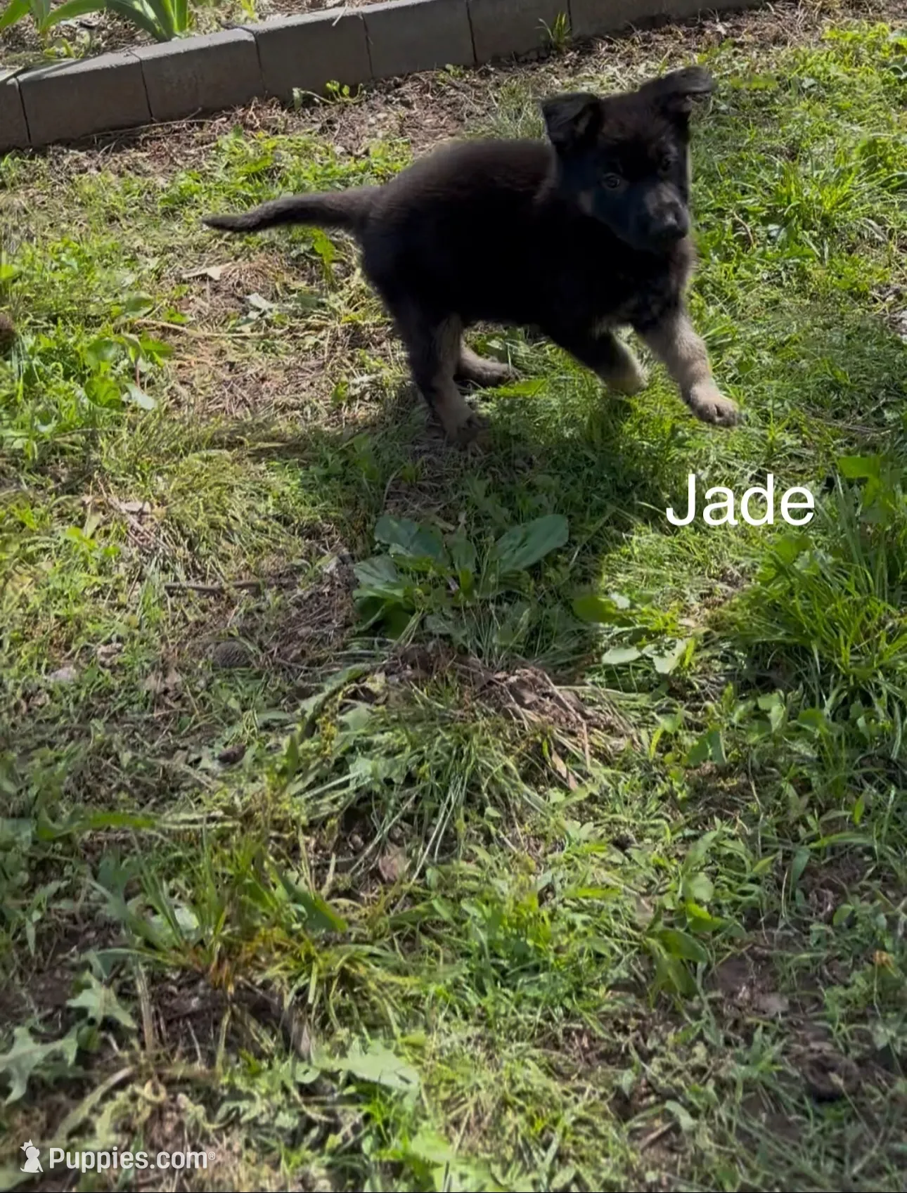 Jade, a female German Shepherd Dog for sale in Warrensburg, MO – 2 of 3
