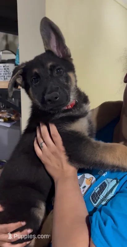 Titan – German Shepherd Dog puppy on hold in Warrensburg, MO