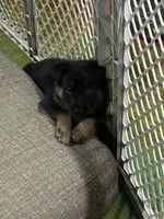 Jade, a female German Shepherd Dog for sale in Warrensburg, MO – 3 of 3