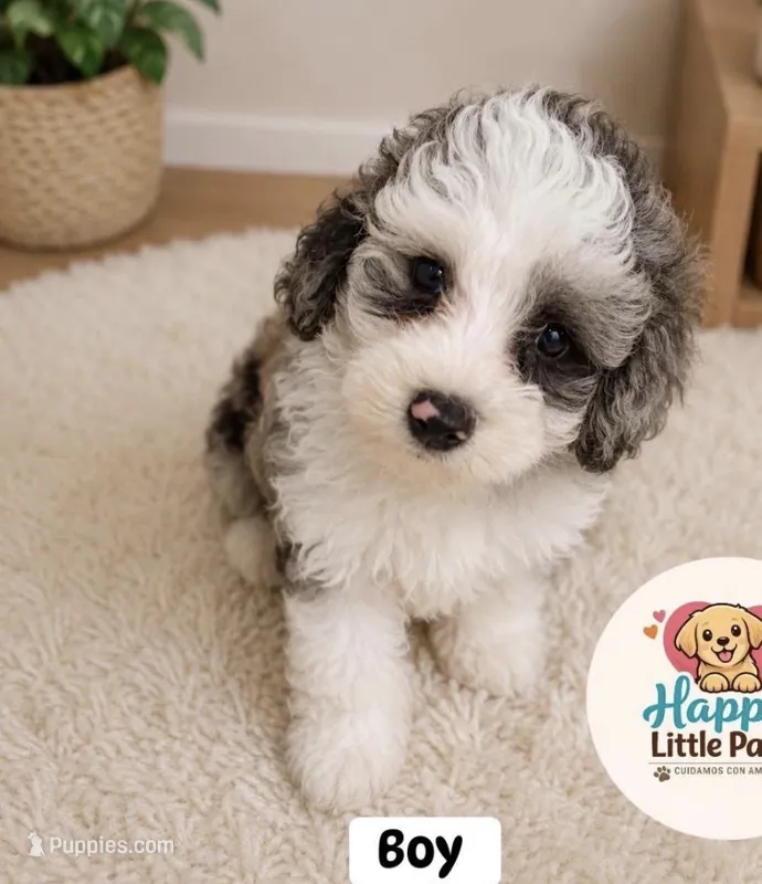 Ma chuta  – Poodle - Toy  puppy for sale in Port Saint Lucie, FL