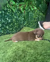 Lusi, a female Poodle - Toy  for sale in Port Saint Lucie, FL – 6 of 6