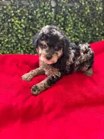 Marcos, a male Poodle - Toy  for sale in Port Saint Lucie, FL – 2 of 3