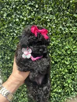 Lili, a female Poodle - Toy  for sale in Port Saint Lucie, FL – 9 of 10