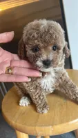 Caramelo , a female Poodle - Toy  for sale in Port Saint Lucie, FL – 4 of 10