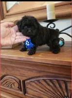 Lili, a female Poodle - Toy  for sale in Port Saint Lucie, FL – 1 of 10