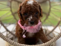 Linda, a female Poodle - Toy  for sale in Port Saint Lucie, FL – 3 of 5